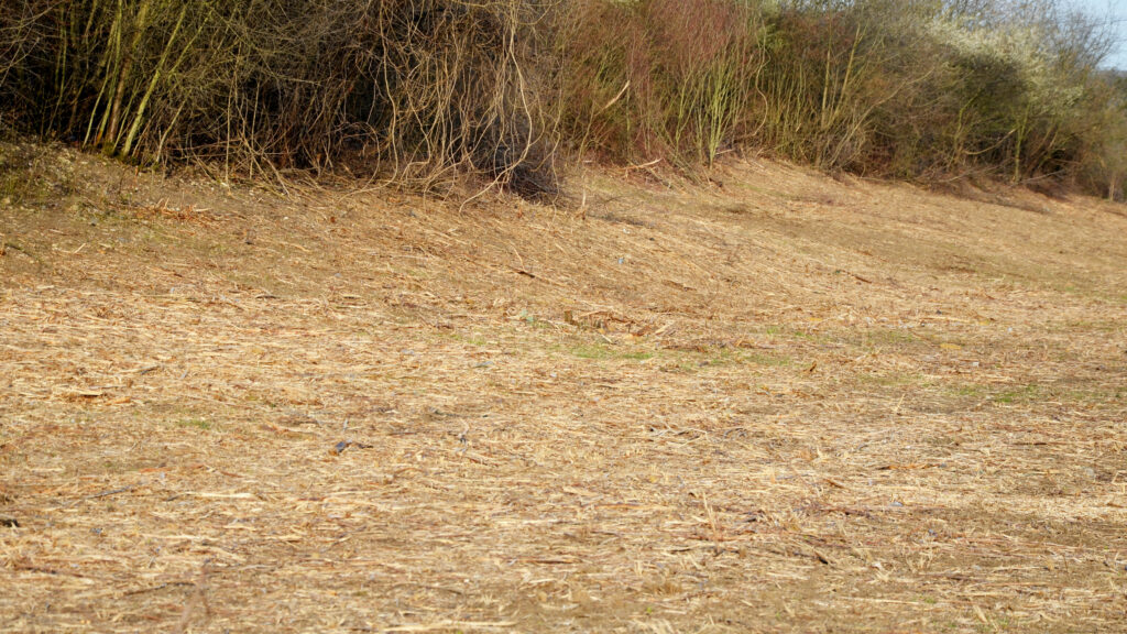 Forestry mulching land clearing in Central Ohio